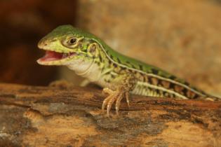 Saurios con estilo. Nombre común: Lagartija verde de cuatro dedos. Nombre científico: Teius oculatus. Saurios con estilo. Nombre común: Lagartija verde de cuatro dedos. Nombre científico: Teius oculatus.