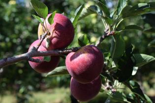 Plantación de manzanas en Montevideo rural Plantación de manzanas en Montevideo rural