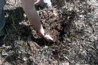 Compost Compost