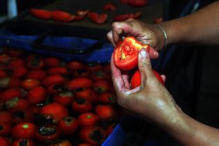 Cosecha de tomate Cosecha de tomate