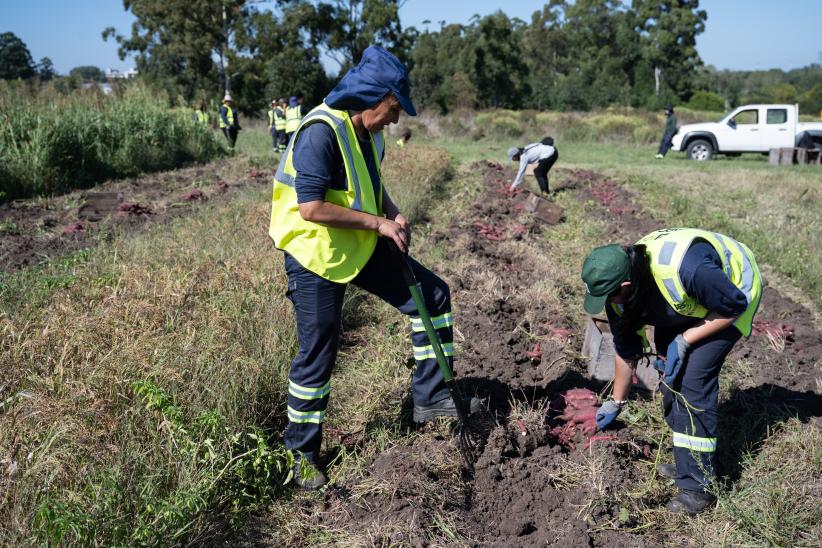 Cosecha de boniato del programa Mujeres que Reverdecen, en el PA