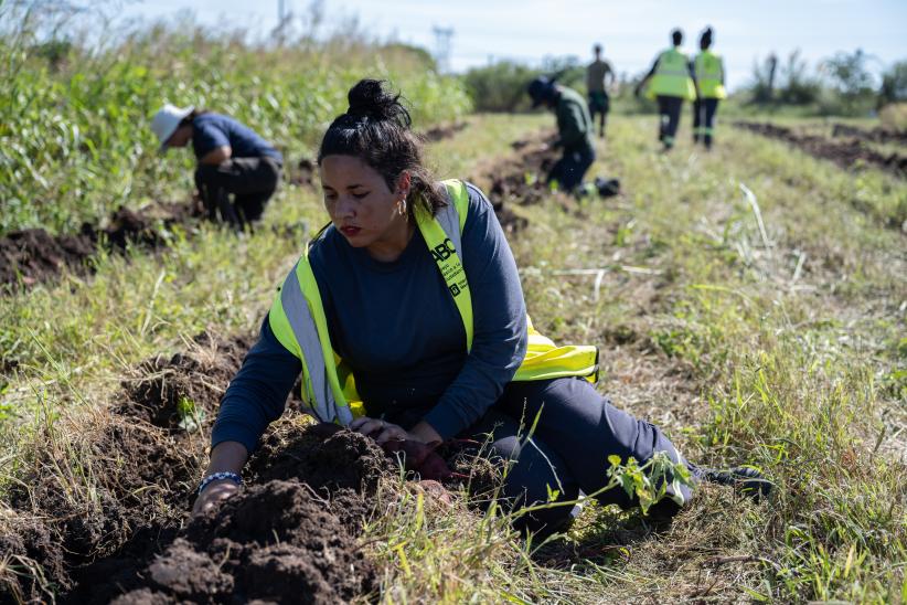 Cosecha de boniato del programa Mujeres que Reverdecen, en el PA