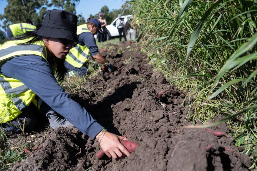 Cosecha de boniato del programa Mujeres que Reverdecen, en el PA