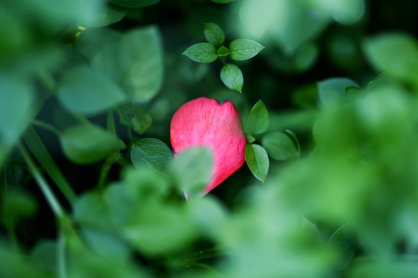 Pétalo. Patio. Montevideo, Nuevo París, 30 de agosto de 2024
