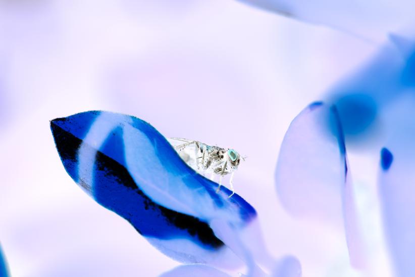 Mosca en negativo. Patio. Montevideo, Nuevo París, 1 de mayo de 2023