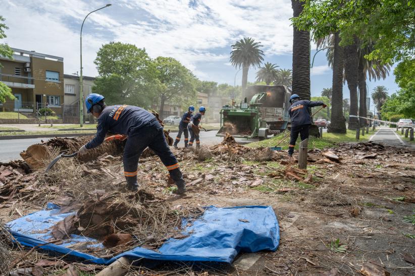 Extracción de palmeras afectadas por el picudo rojo, en Bv. Gra