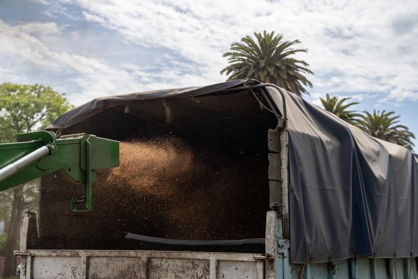 Extracción de palmeras afectadas por el picudo rojo, en Bv. Gra