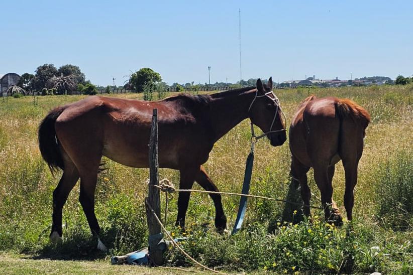 Retiro de caballos sueltos en vías públicas