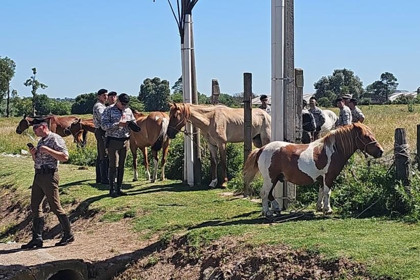Retiro de caballos sueltos en vías públicas