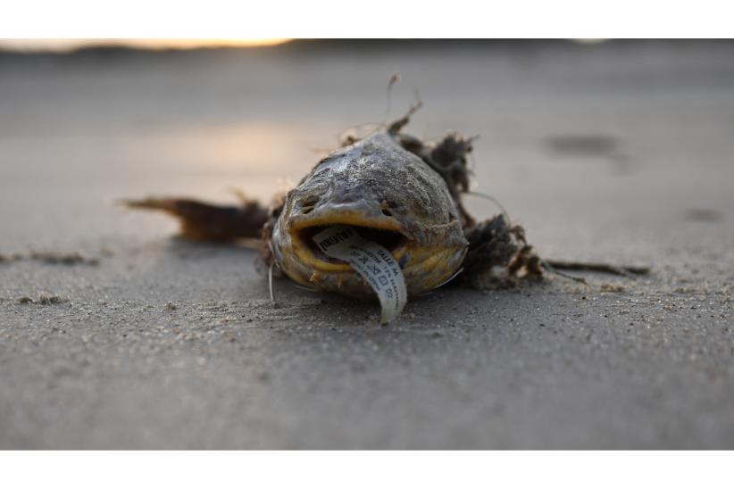 Una foto hacia el futuro, concurso del Equipo Técnico de Educación Ambiental
