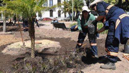 Dos funcionarias plantando una palmera en una plaza pública de la ciudad