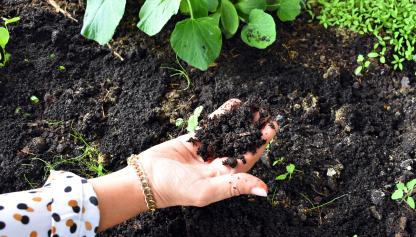 Parte del brazo y mano de una mujer con camisa y pulsera tomando del suelo tierra compost