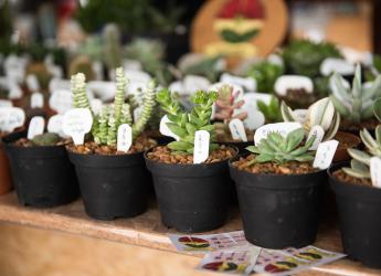 Feria Mypes «Un regalo para mamá» 