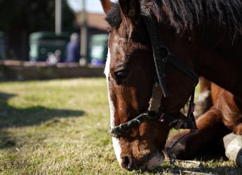 Jornada de sustitución de caballos por motocarros