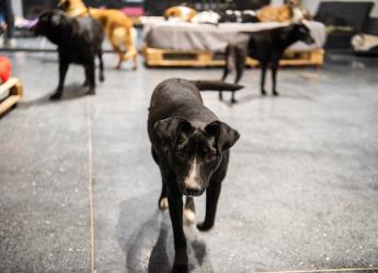 Inauguración del primer Centro de adopción permanente en Montevideo de Animales sin Hogar