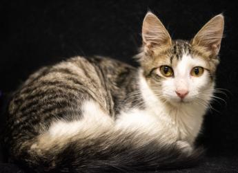 Inauguración del primer Centro de adopción permanente en Montevideo de Animales sin Hogar