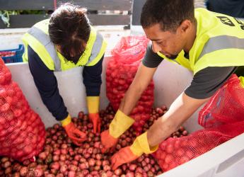 Recuperación de alimentos en la Unidad Agroalimentaria Metropolitana
