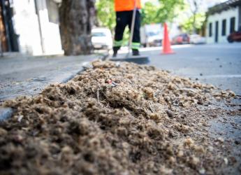 Barrido especial por pelusa de plátanos en Avenida San Martín