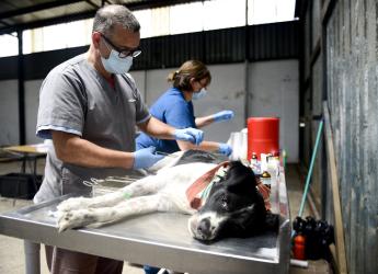Jornada de castraciones gratuitas de perros y gatos en Piedras Blancas