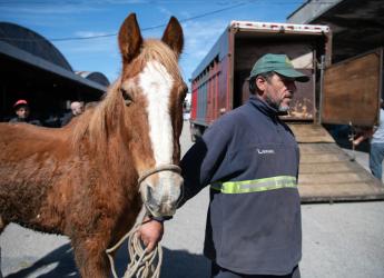 Jornada de adopción de caballos en el marco de la reconversión laboral de clasificadores