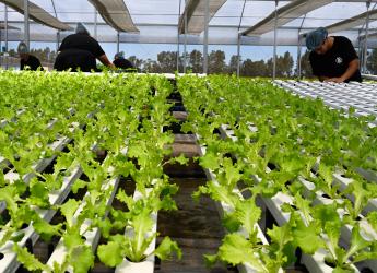 	Visita a instalaciones de Verdeagua, empresa de producción de lechugas hidropónicas