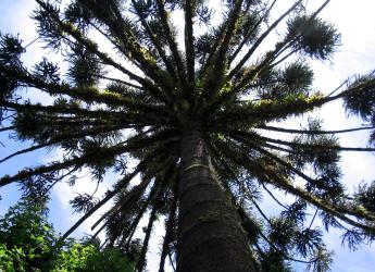 Araucaria