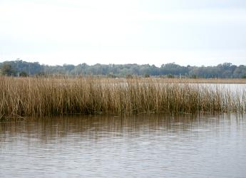 Humedales del Río Santa Lucía