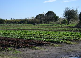 Montevideo Rural