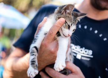 Jornada de adopción de animales de compañia organizada por la Asociación Animalista LIBERA