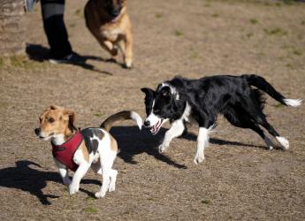 Parque canino de Punta Carretas