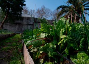 Inauguración Huertas comunitarias - Presupuesto Participativo