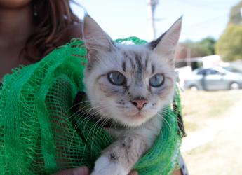 Jornada de castraciones a perros y gatos