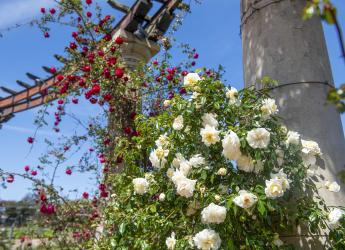 Rosaleda Juana de Ibarbourou en el Prado