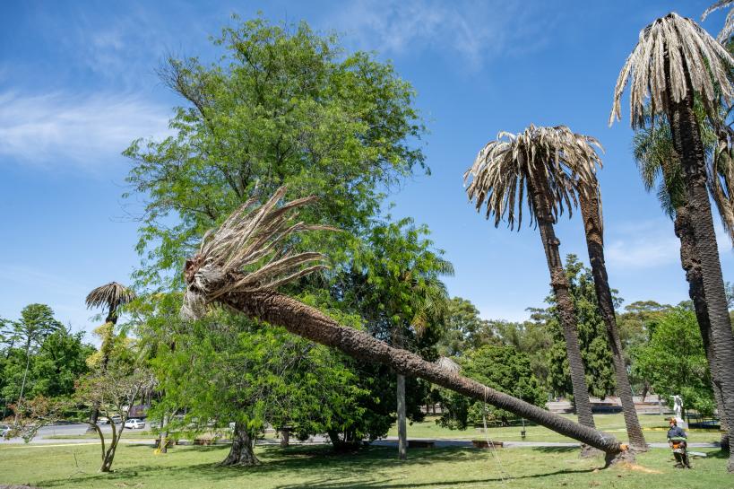 Extracción de palmeras afectadas por el picudo rojo, en zona de